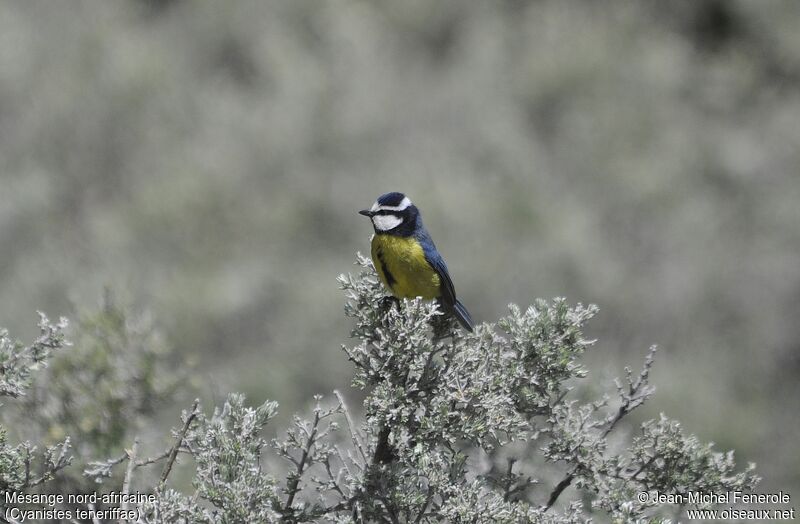 African Blue Tit