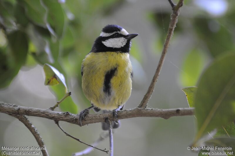 Mésange nord-africaine