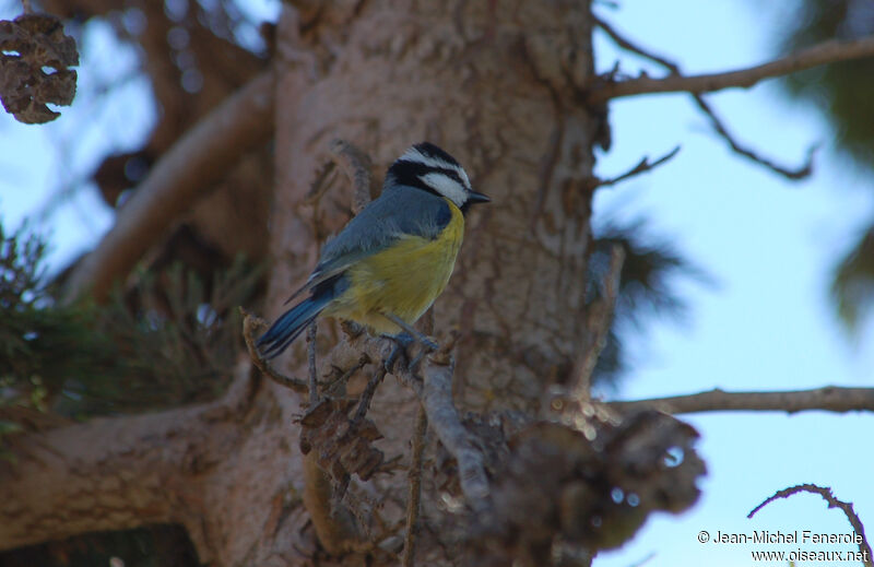 Mésange nord-africaine