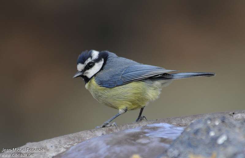 African Blue Titadult, identification