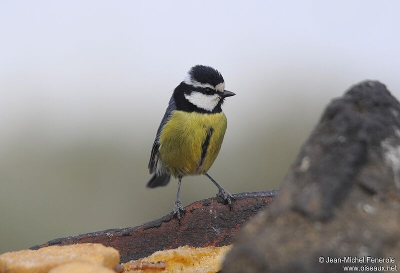 African Blue Tit