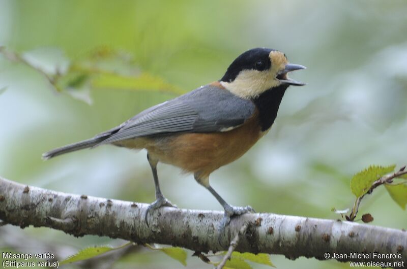 Mésange variée