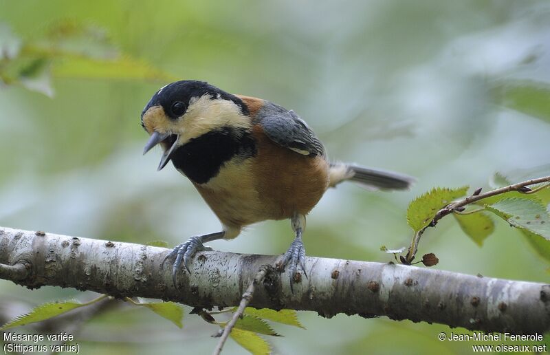 Mésange variée