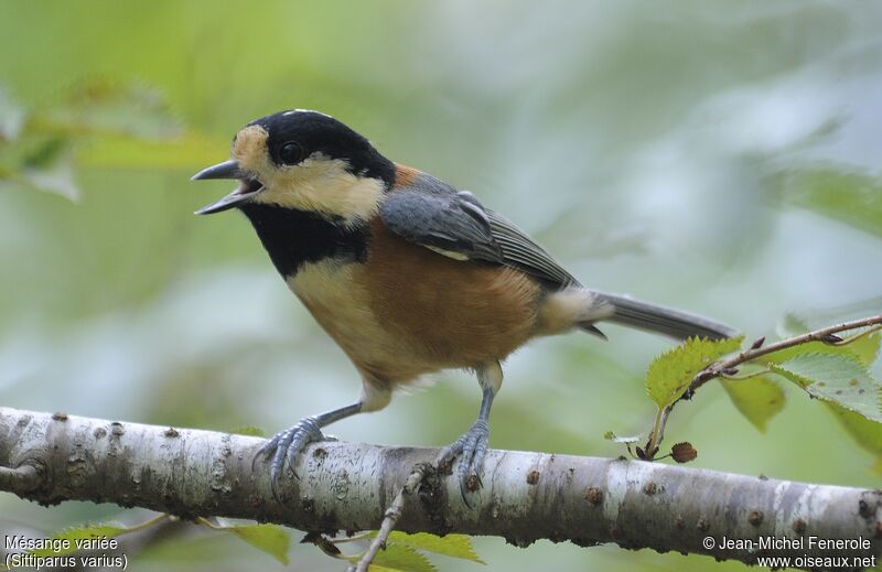 Mésange variée