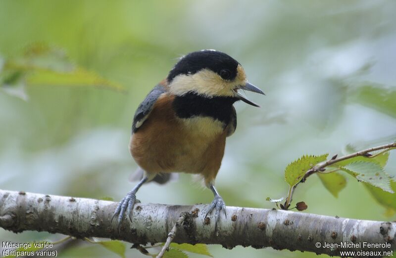 Mésange variée