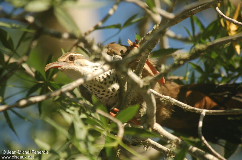 Subdesert Mesite male adult