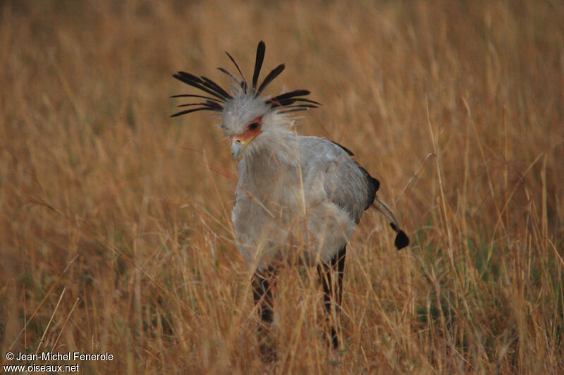 Secretarybird