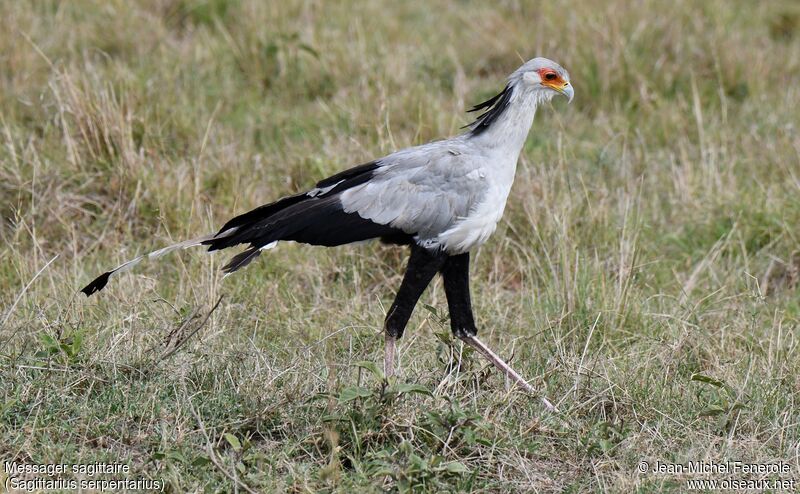 Secretarybird