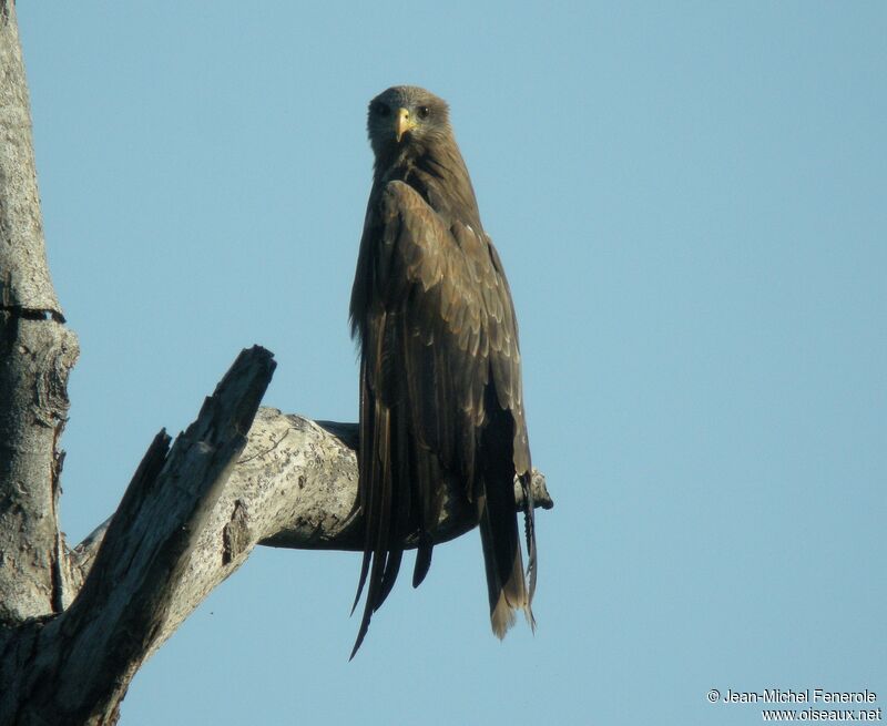 Yellow-billed Kite