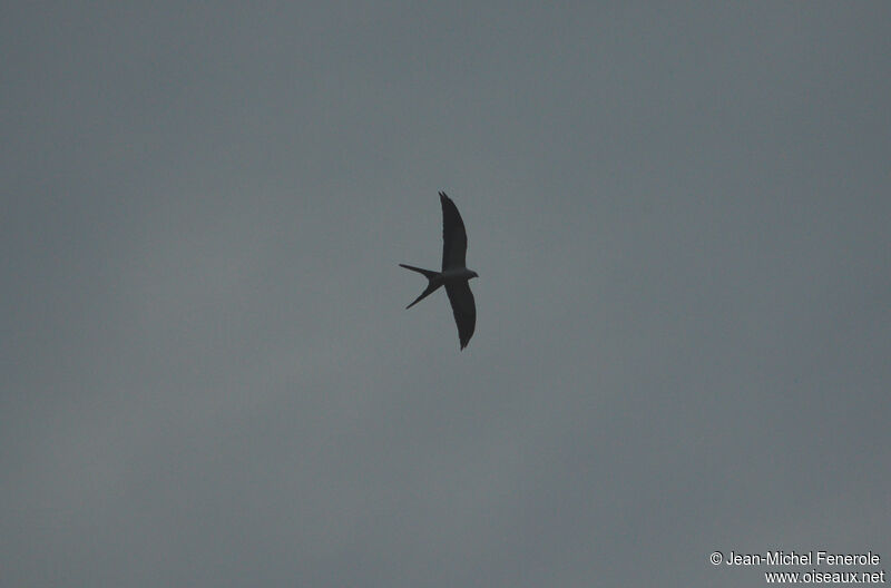 Swallow-tailed Kiteadult