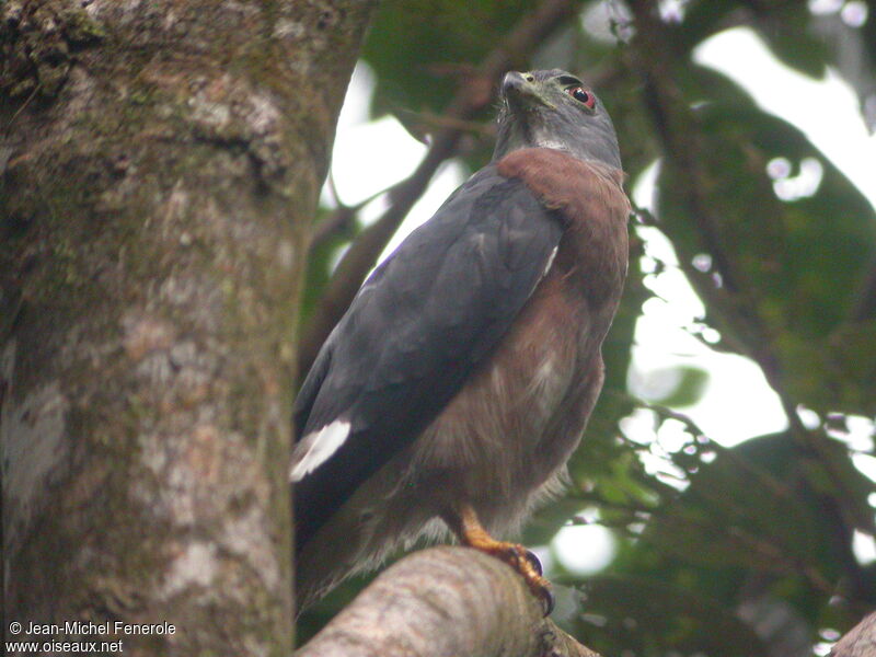 Double-toothed Kite