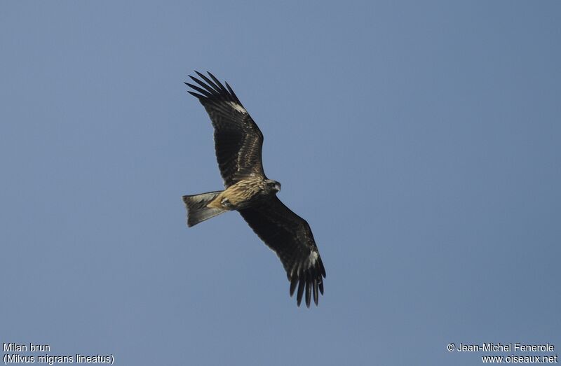 Black Kite (lineatus)