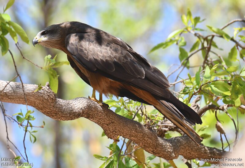 Black Kite