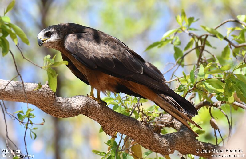 Black Kite