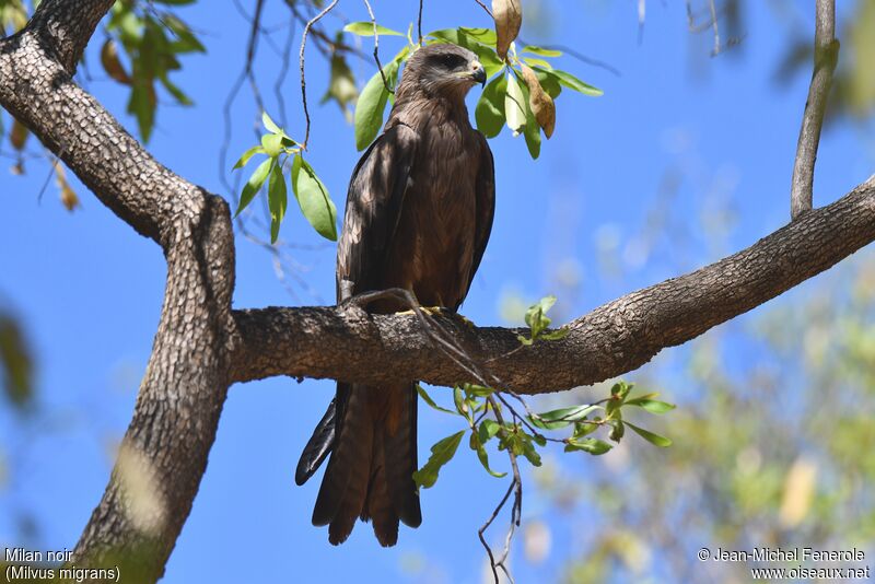 Black Kite