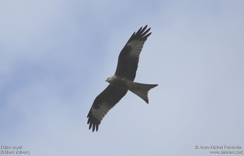 Red Kite