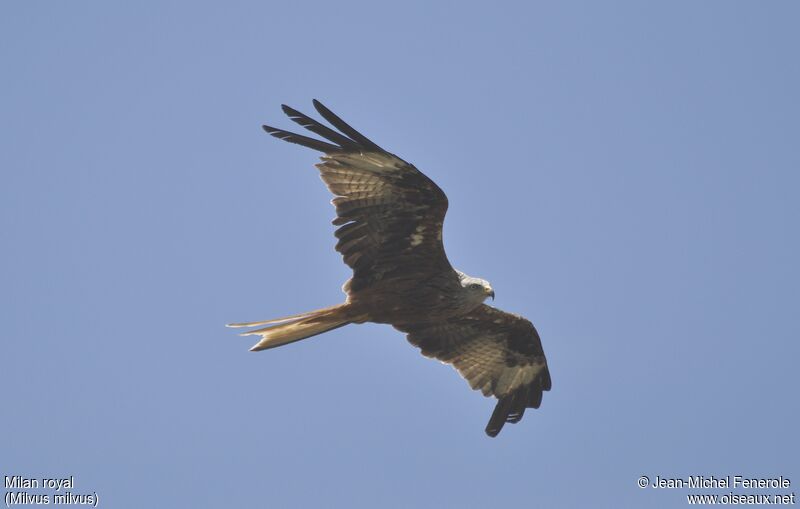 Red Kite