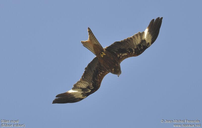 Red Kite