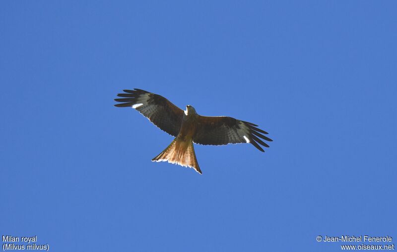 Red Kite