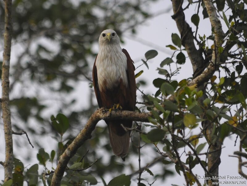 Brahminy Kite