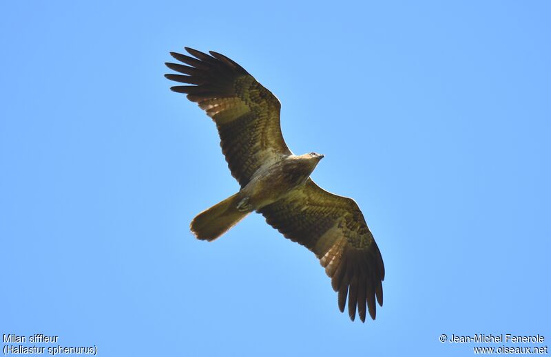 Whistling Kite