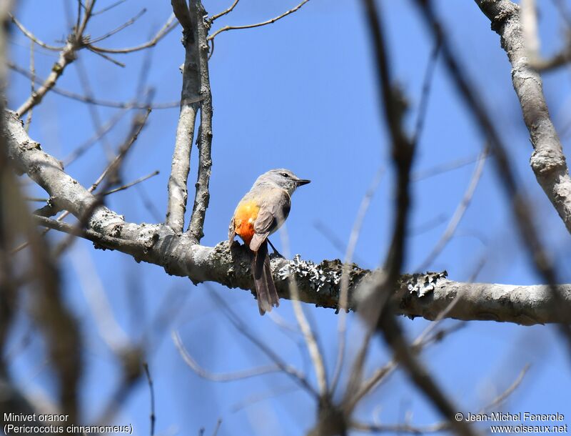 Minivet oranor femelle