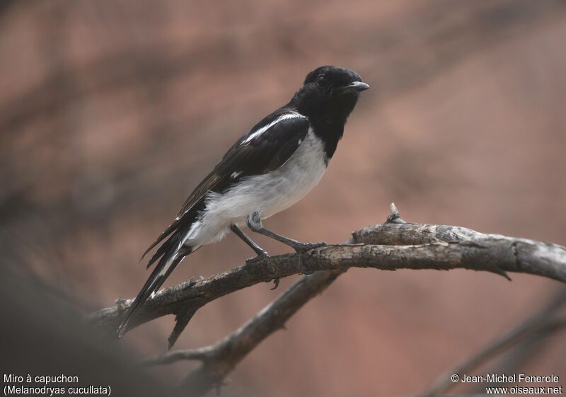 Hooded Robin