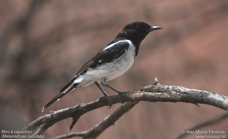 Hooded Robin