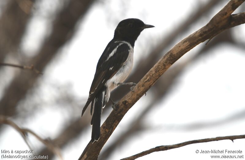 Hooded Robin