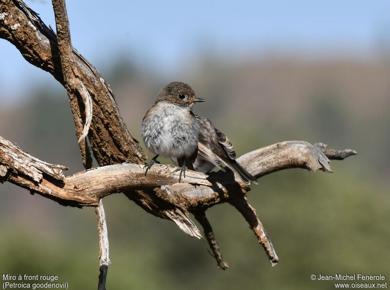 Red-capped Robin female