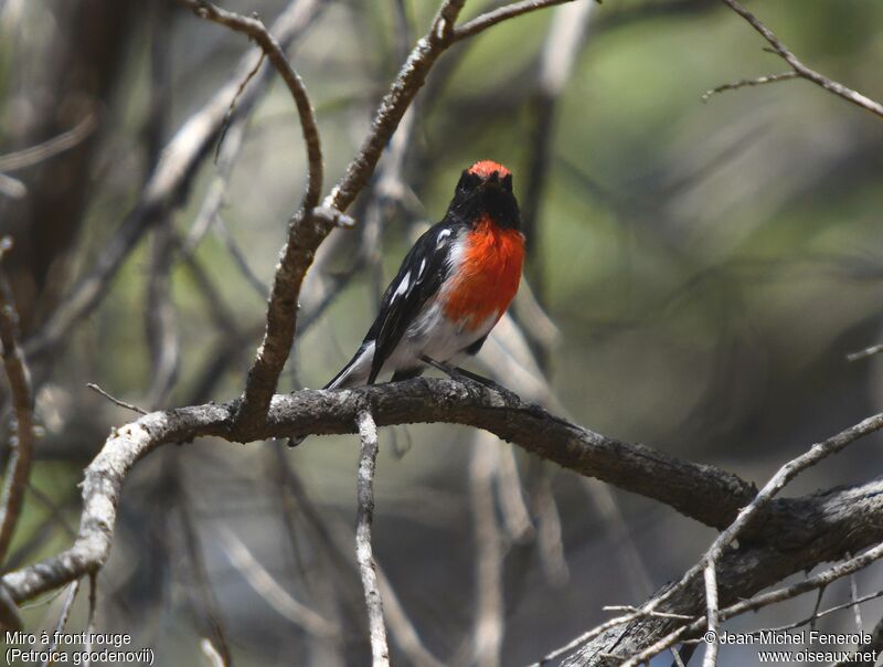 Red-capped Robin male