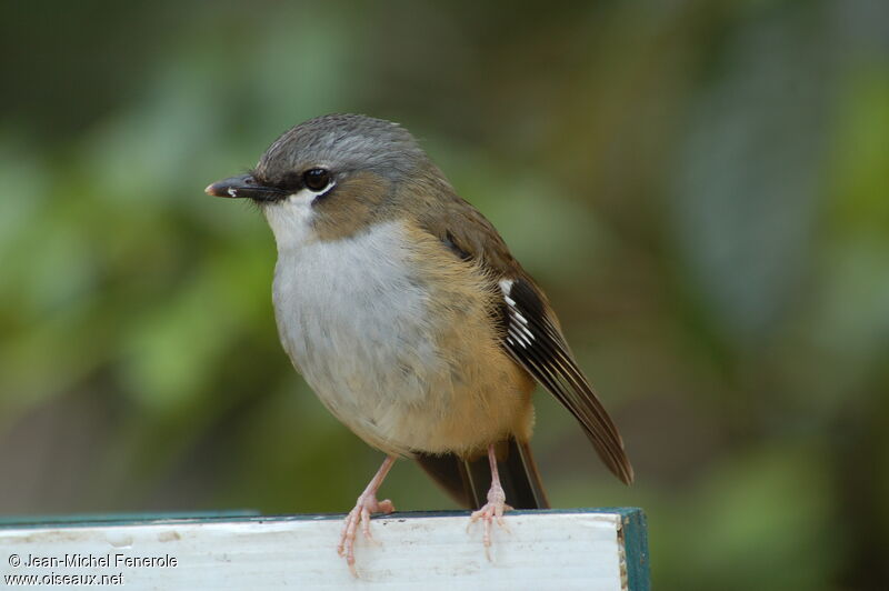 Grey-headed Robin