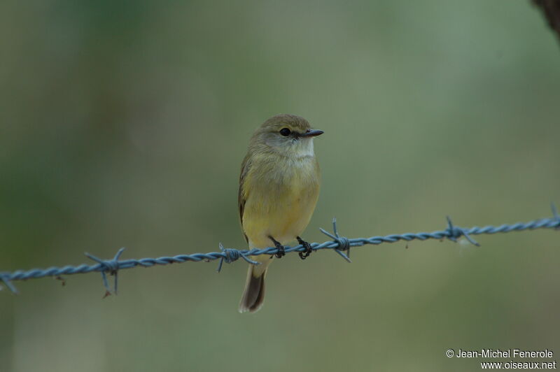 Lemon-bellied Flyrobinadult