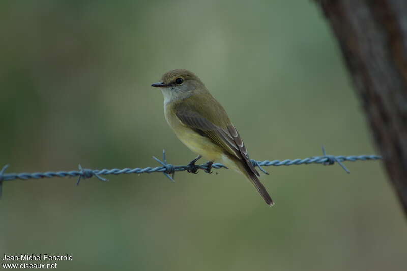 Lemon-bellied Flyrobinadult, identification