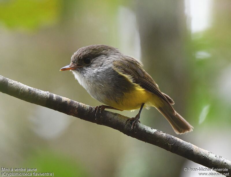 Yellow-bellied Flyrobin