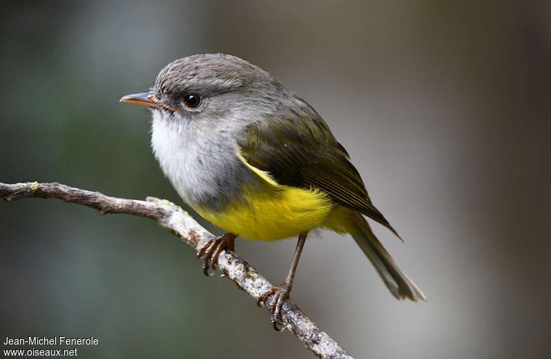 Yellow-bellied Flyrobinadult, identification