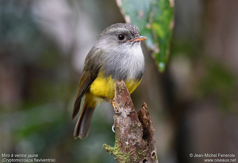 Yellow-bellied Flyrobin