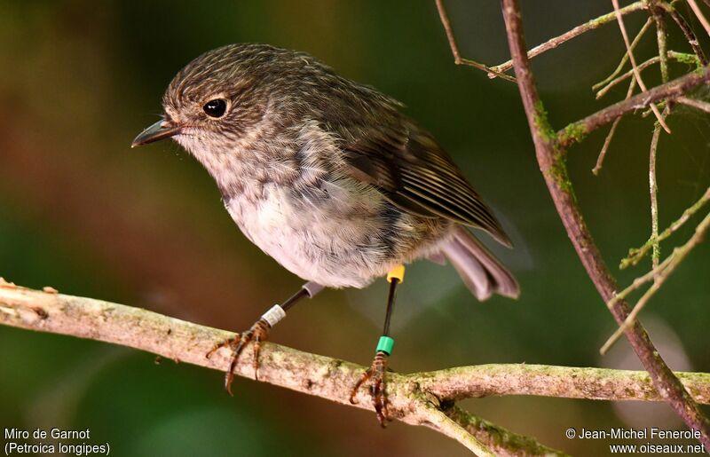 North Island Robin