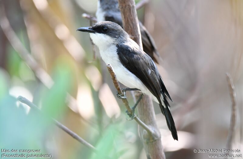 Mangrove Robin