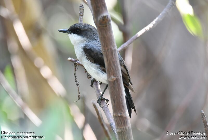 Mangrove Robin