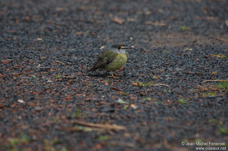 Pale-yellow Robin