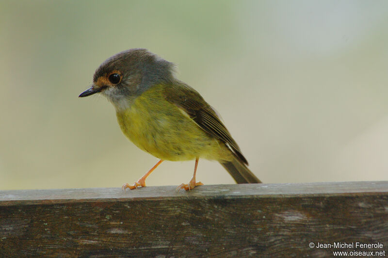 Pale-yellow Robin