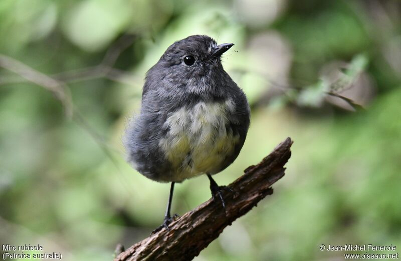 South Island Robin