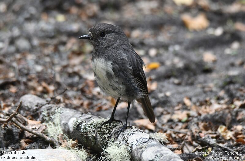 South Island Robin