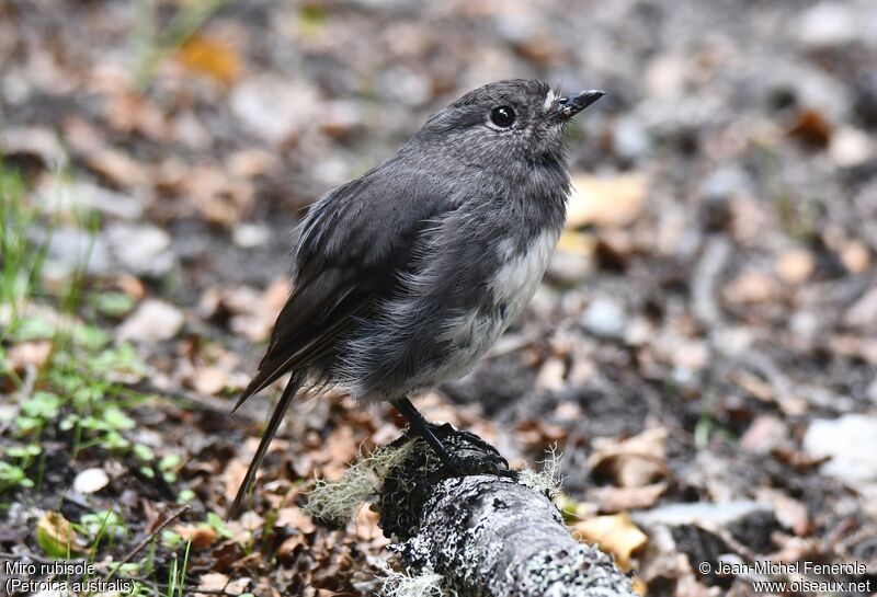 South Island Robin