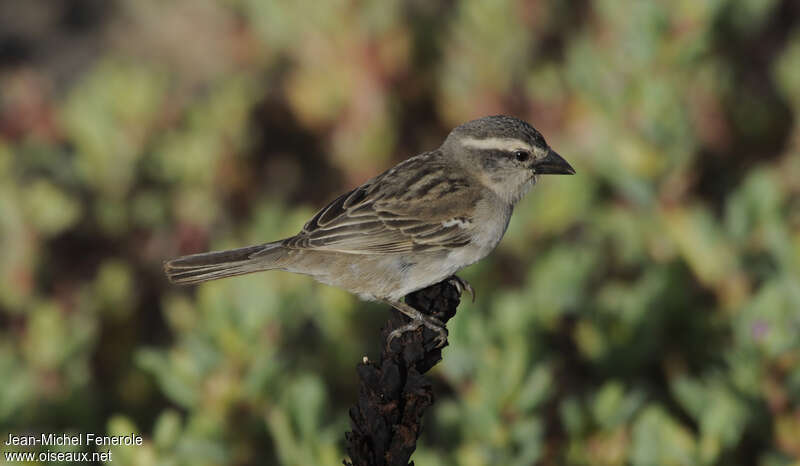 Moineau à dos roux femelle adulte, identification