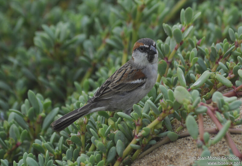 Iago Sparrow male adult