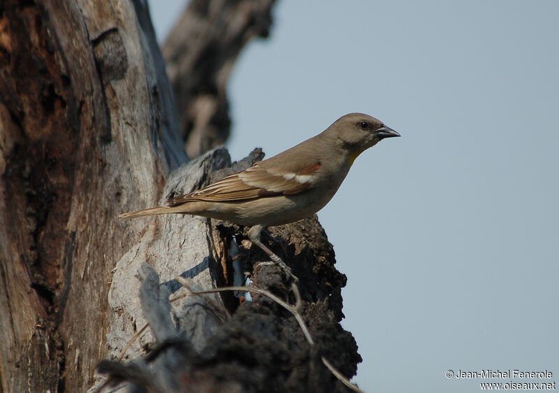 Moineau à gorge jaune