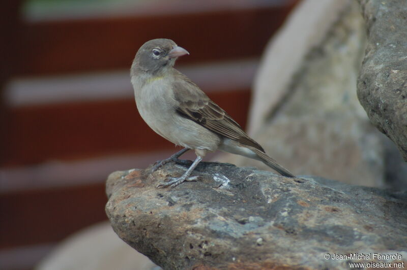 Yellow-spotted Bush Sparrow