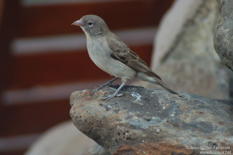 Yellow-spotted Bush Sparrow